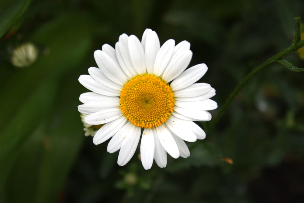 Margarita blanca en flor durante el día