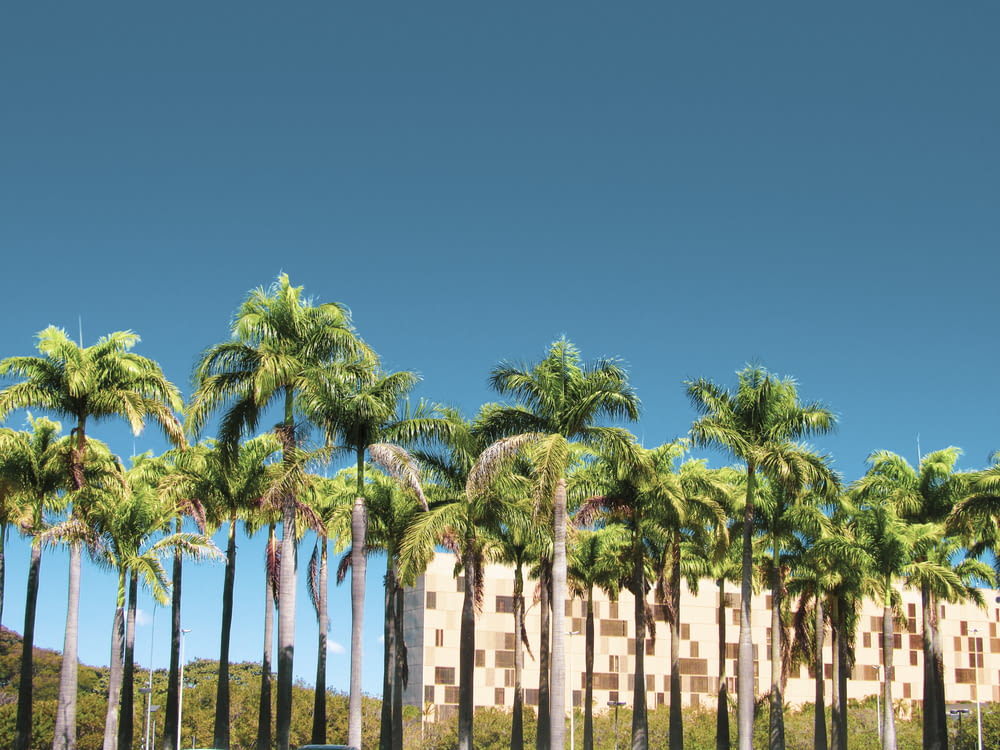 Palmen auf grünem Grasfeld unter blauem Himmel tagsüber