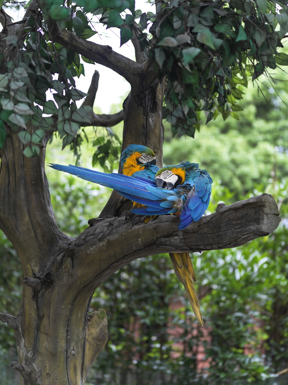 perroquet bleu, jaune et vert sur branche d’arbre brune