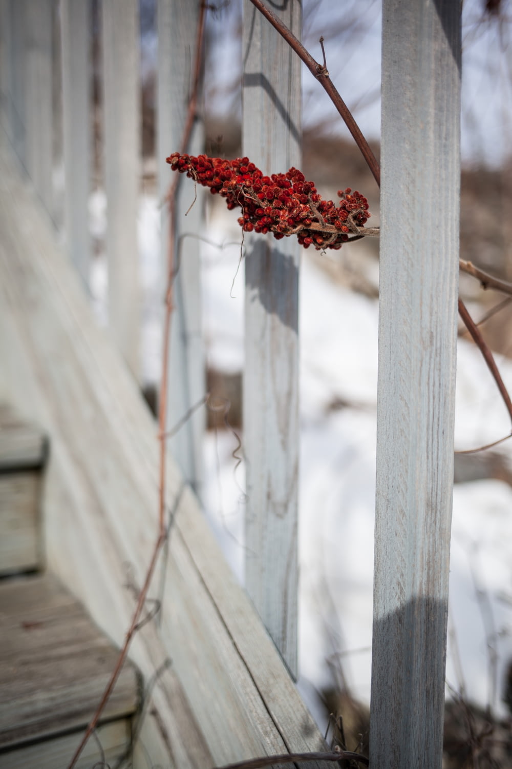 fiore rosso su staccionata di legno bianca