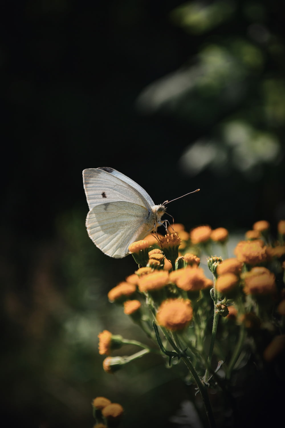 white butterfly on orange flower