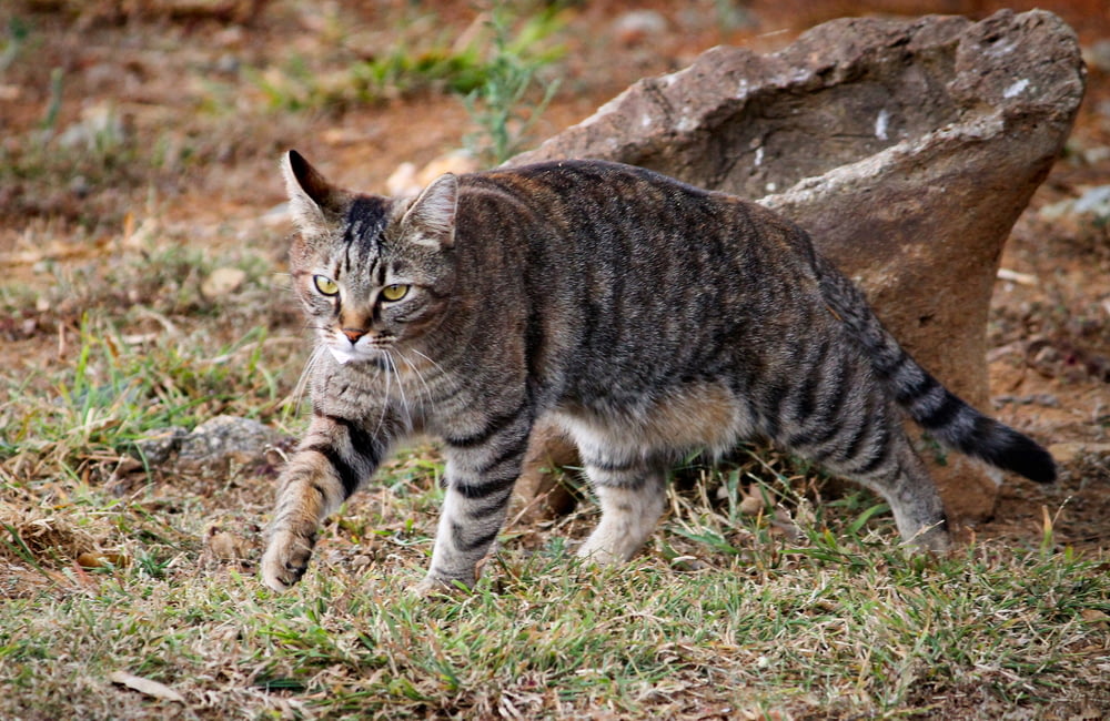 brown tabby cat walking on green grass during daytime