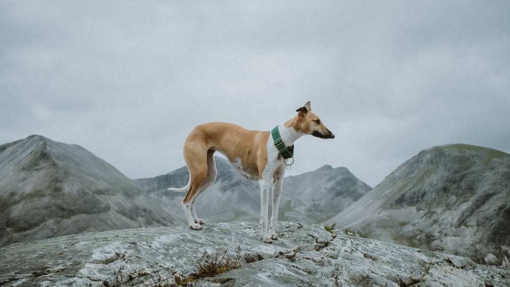 cão de pelagem curta marrom e branco na rocha cinzenta