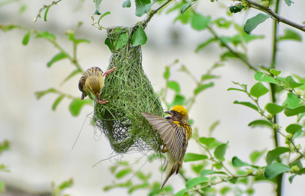 Gelber und schwarzer Vogel auf grüner Pflanze während des Tages