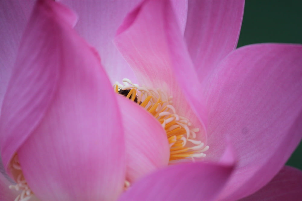 fiore rosa nella macrofotografia