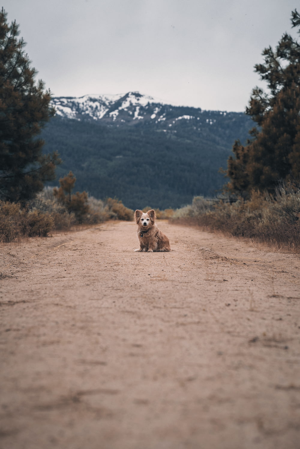 brown and white animal on brown dirt road during daytime