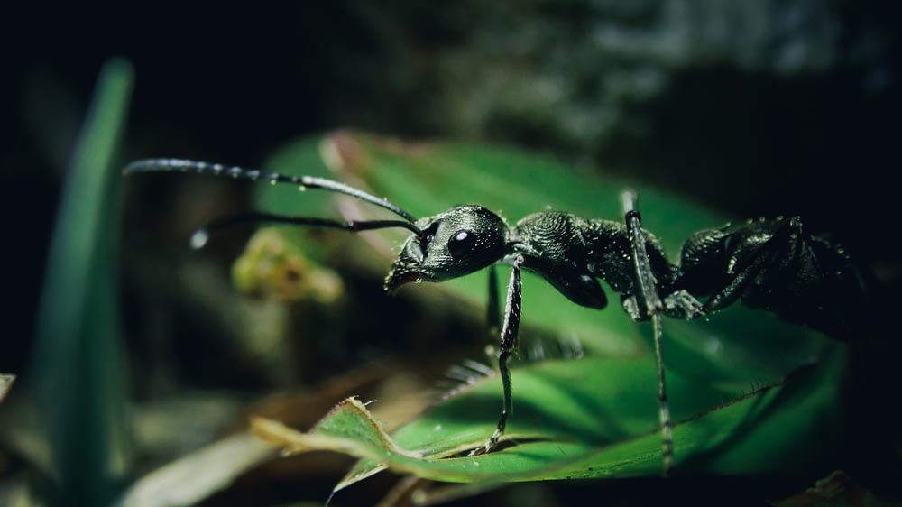 hormiga negra en hoja verde