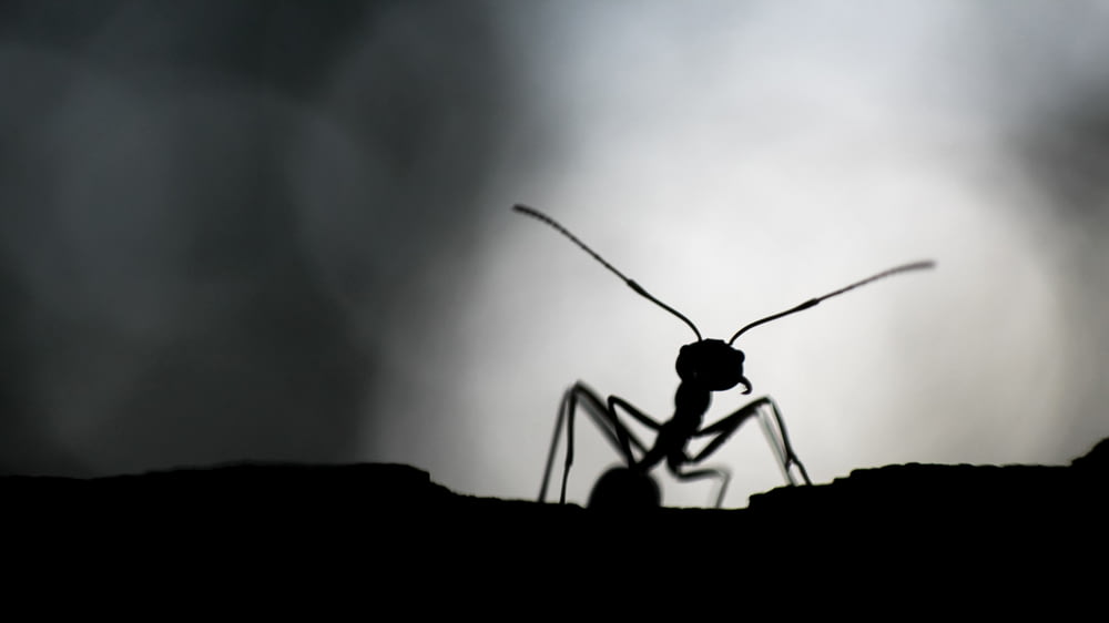 hormiga negra sobre superficie blanca