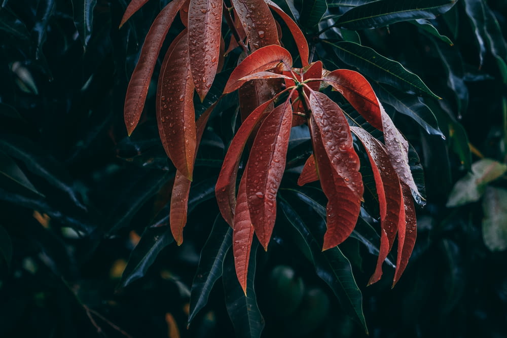 red leaves in close up photography