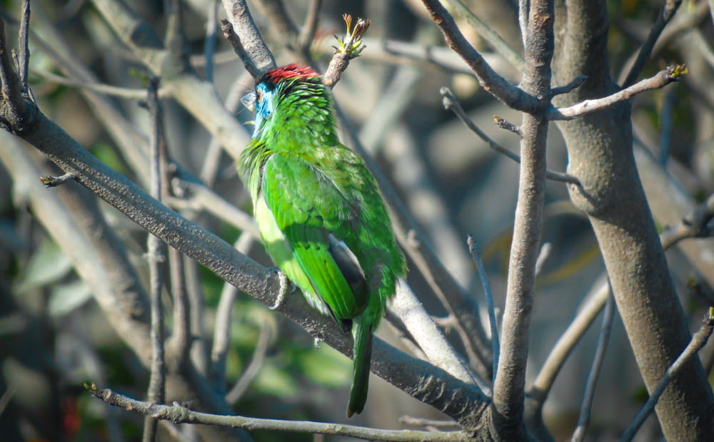 green and red bird on tree branch