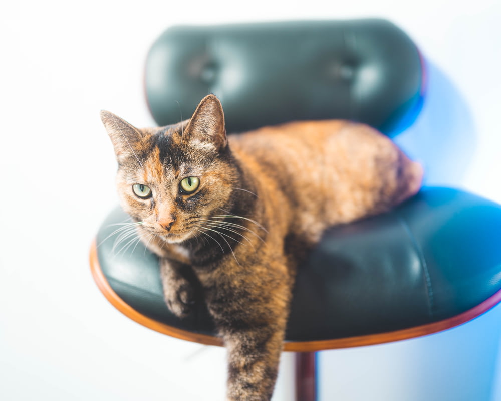 Braune Tabby-Katze auf blau-weißem Plastikstuhl