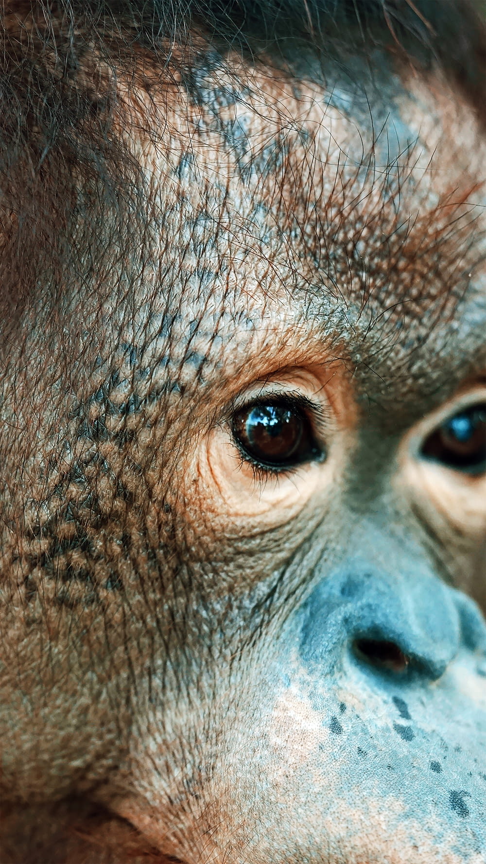 brown monkey in close up photography