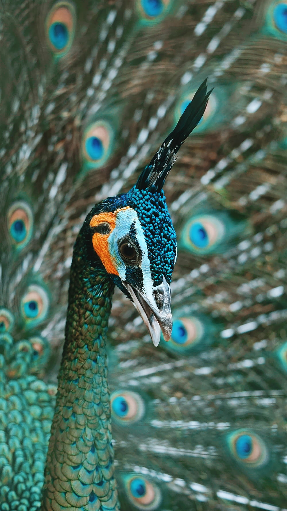 blue brown and green peacock