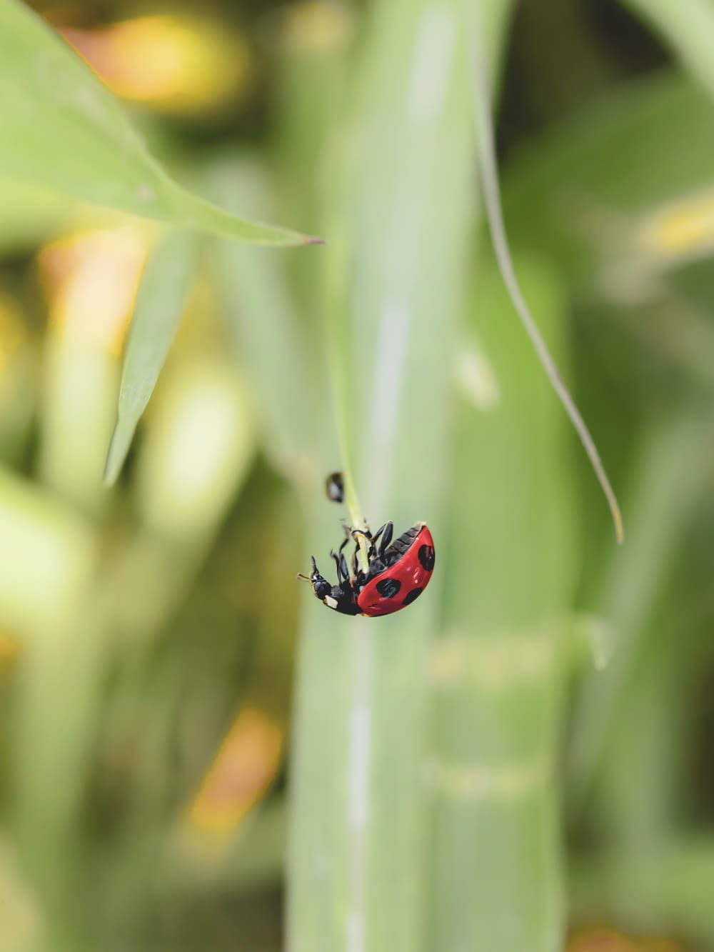 red and black ladybug on green leaf during daytime