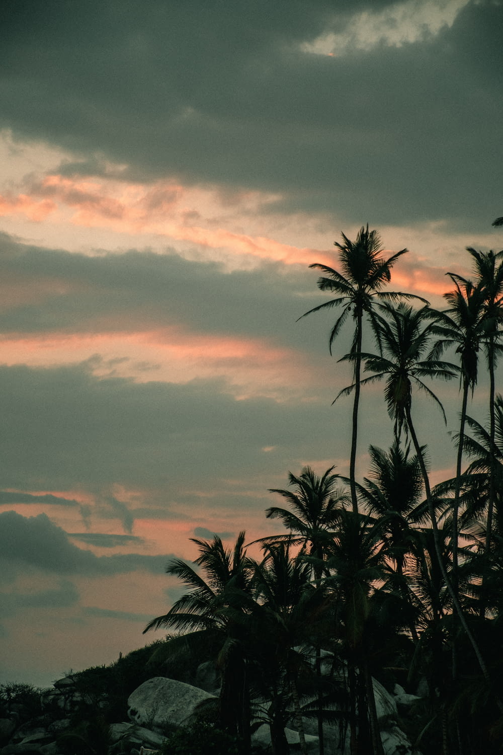 palmiers verts sous un ciel nuageux pendant la journée