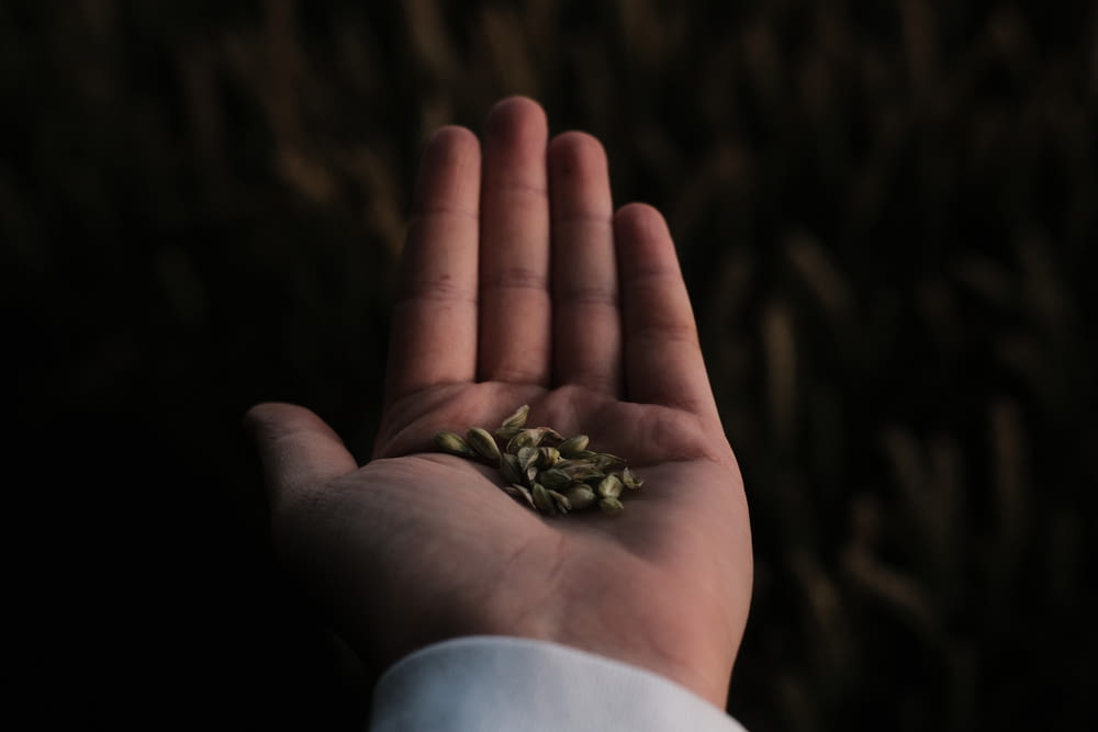 a person's hand holding a handful of seeds