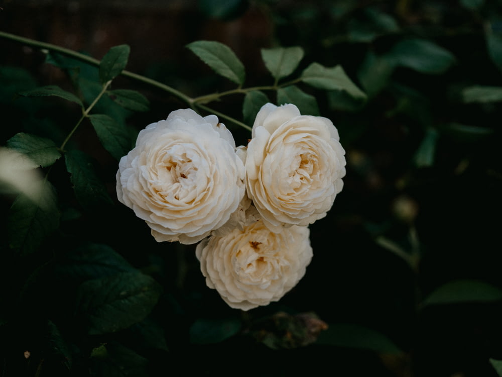roses blanches en gros plan