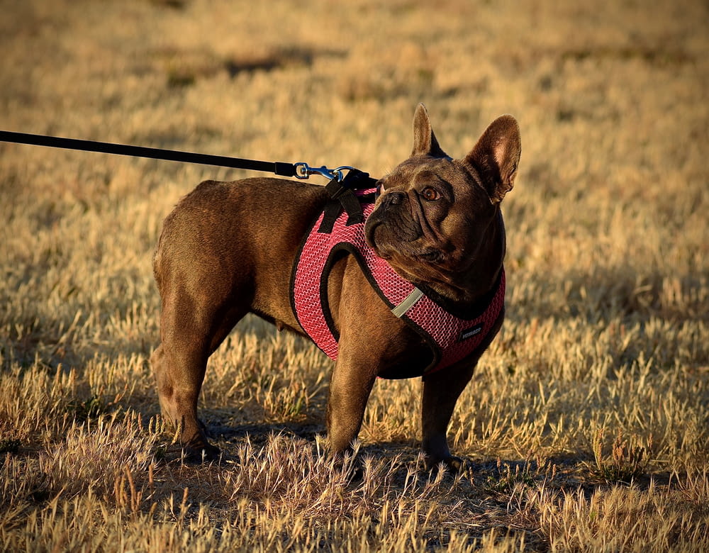 brown pug with black leash on brown grass field during daytime