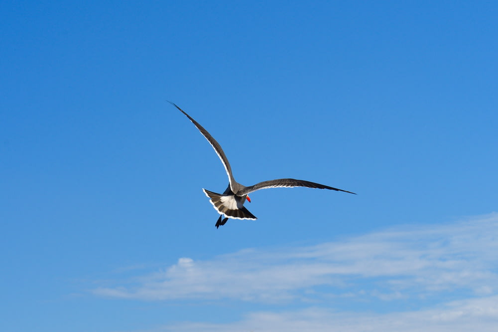 uccello bianco e nero che vola sotto il cielo blu durante il giorno