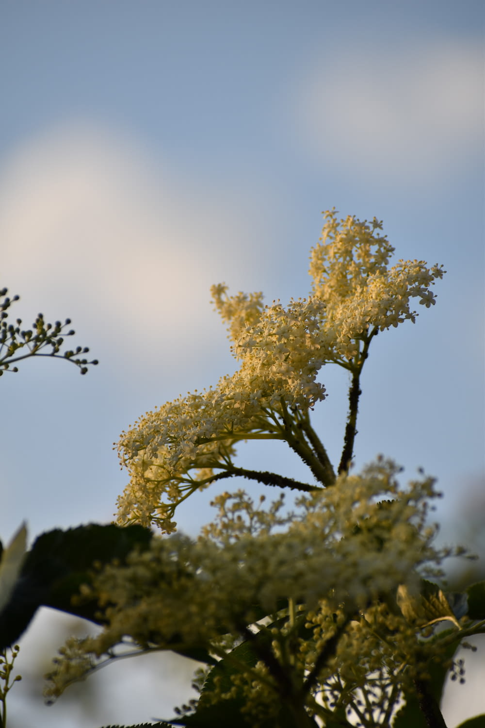 yellow and green tree during daytime