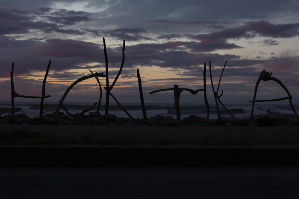 silhouette d’arbres sur la plage au coucher du soleil