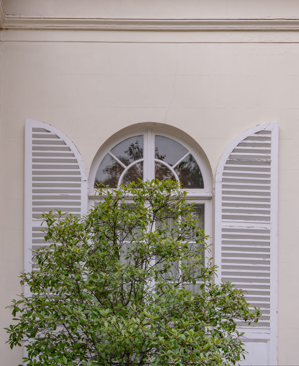planta verde na janela branca