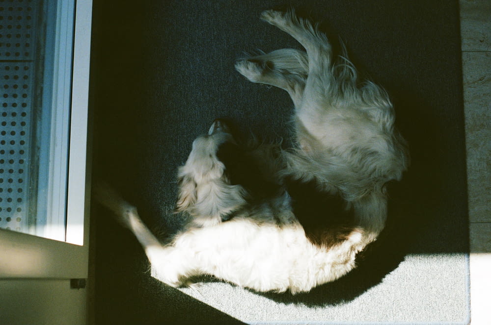 cão branco e preto de pelagem longa deitado em tecido branco