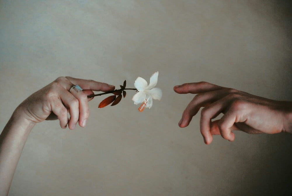 person holding white flower on white textile