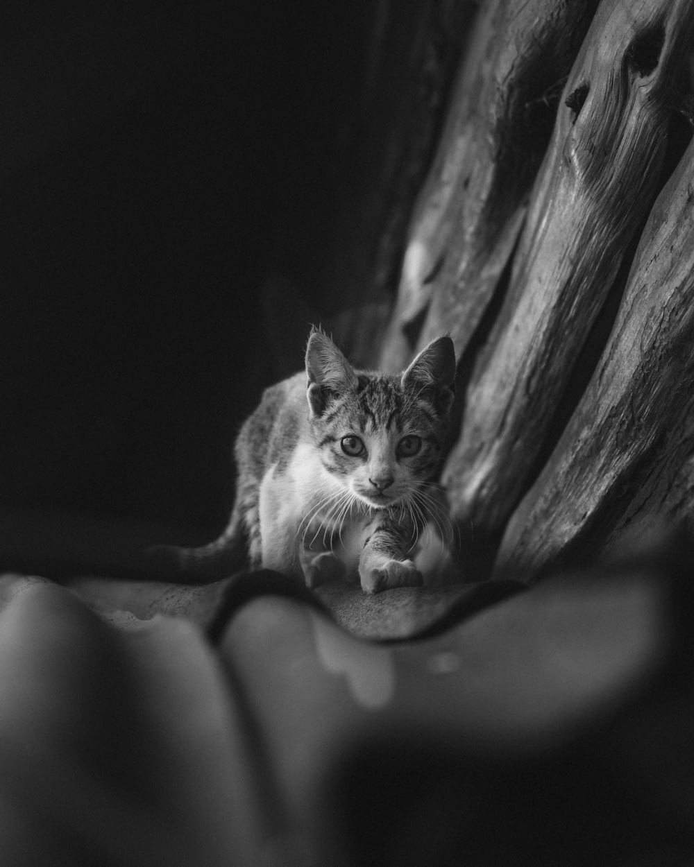 grayscale photo of cat on rock