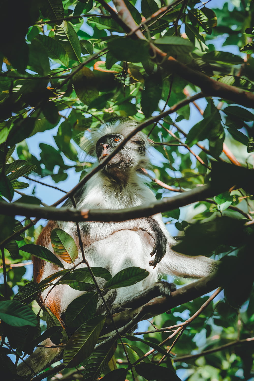 scimmia bianca e nera sul ramo dell'albero durante il giorno