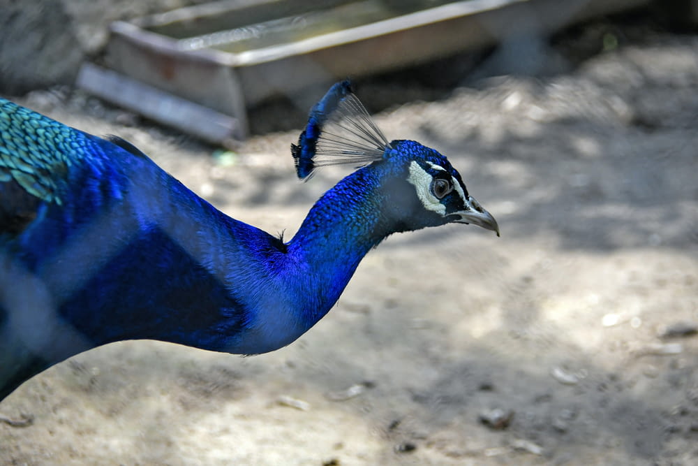 blue peacock in close up photography