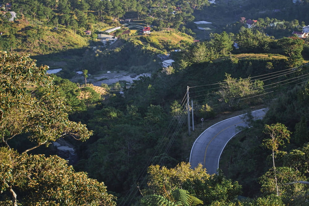 aerial view of green trees and road during daytime