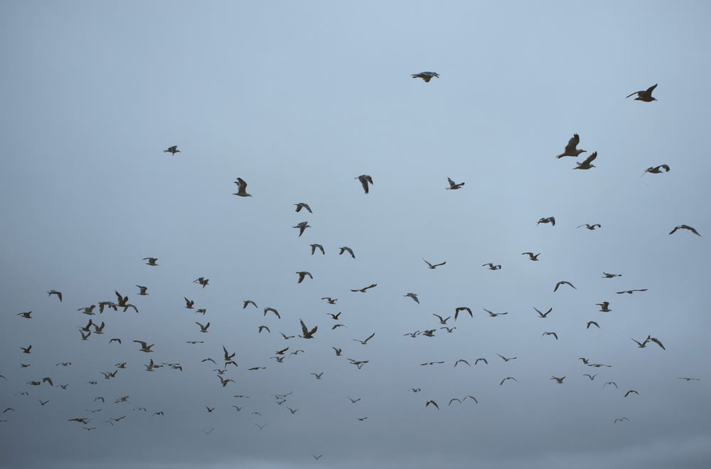 flock of birds flying during daytime