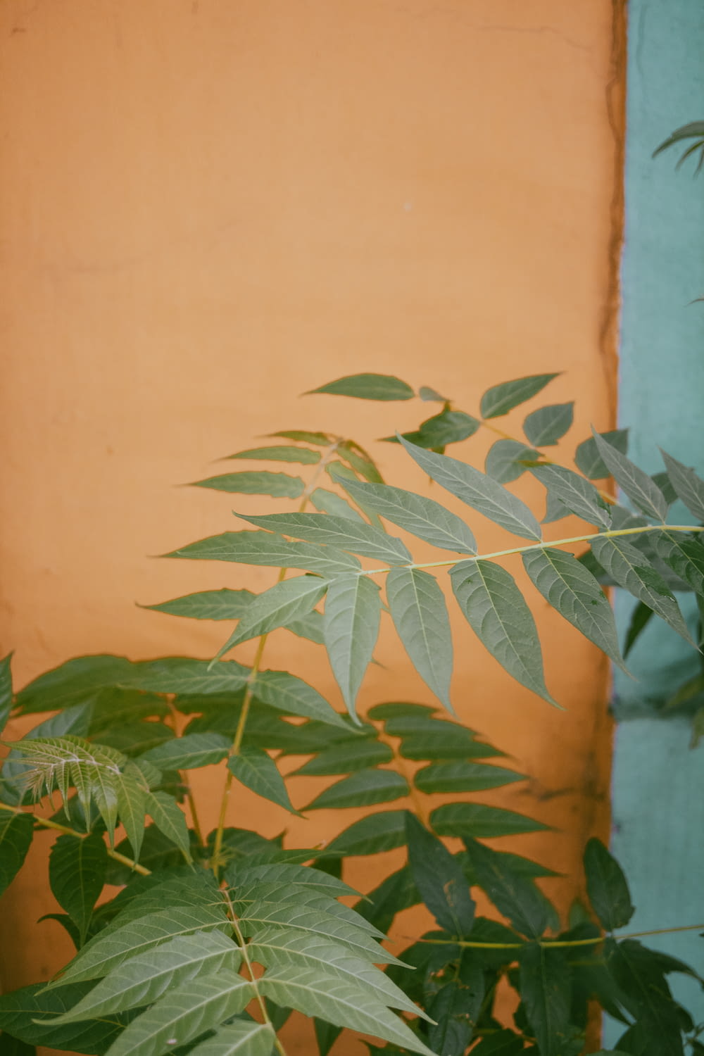 green leaves near beige wall