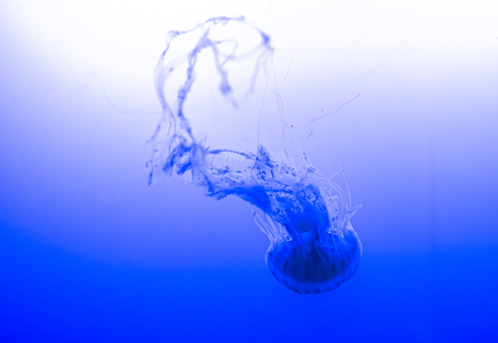 blue and white jellyfish under water