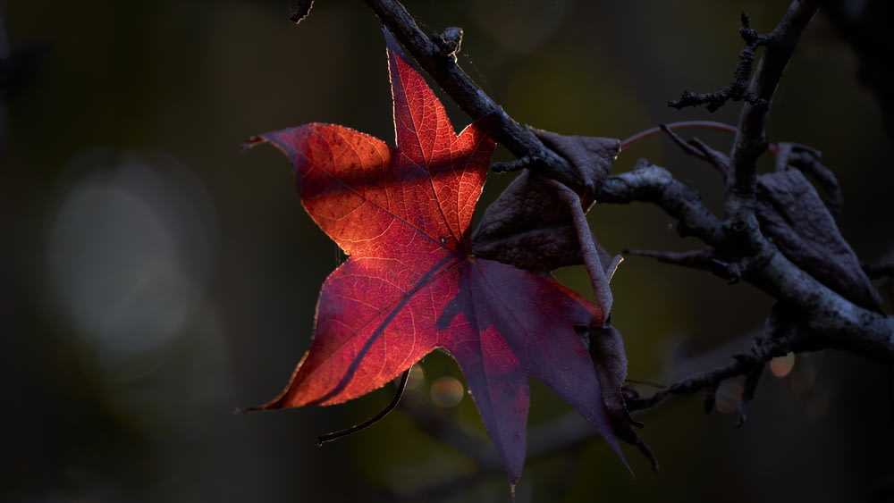 red and brown maple leaf