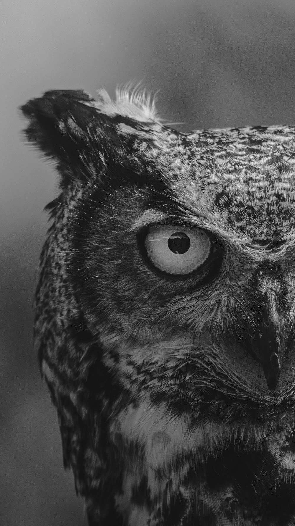 grayscale photo of owl head
