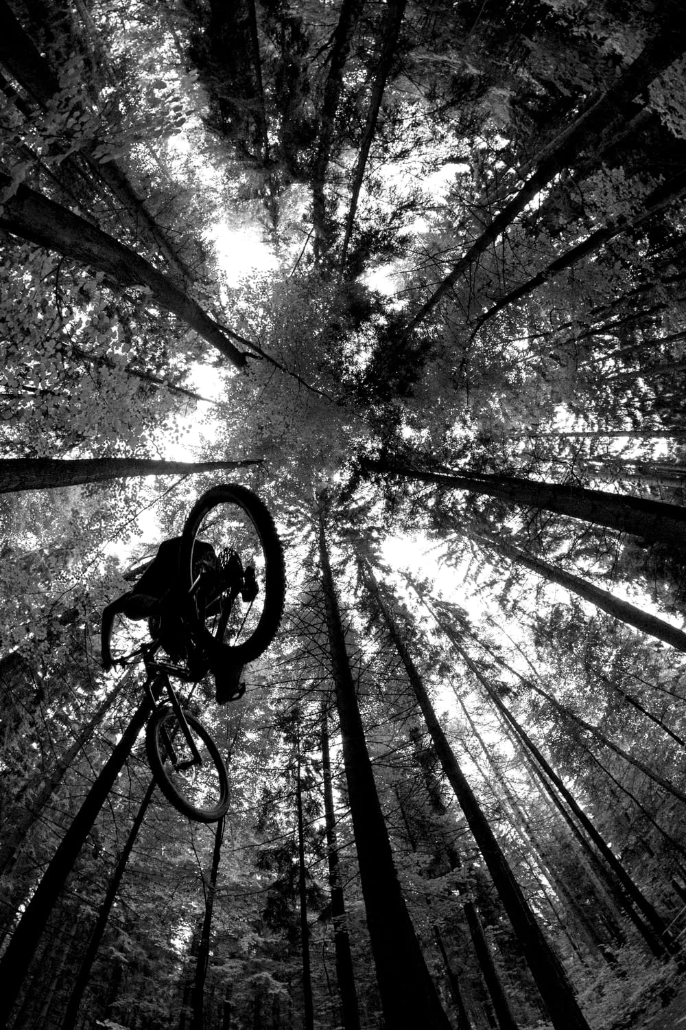 grayscale photo of bicycle in forest
