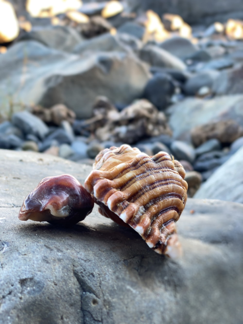 brown and white sea shells on gray sand