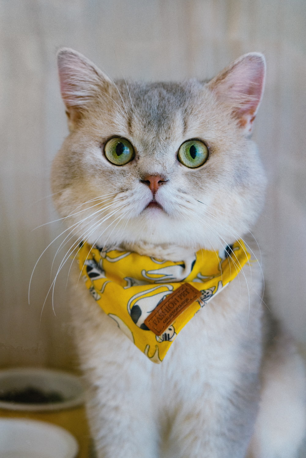 white cat with yellow and blue collar