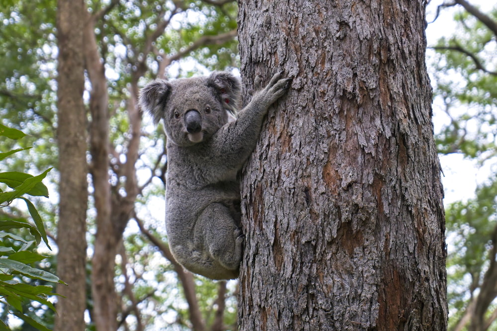 orso koala su albero marrone