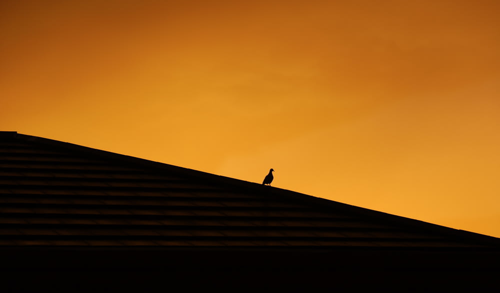silhouette of bird on roof during sunset