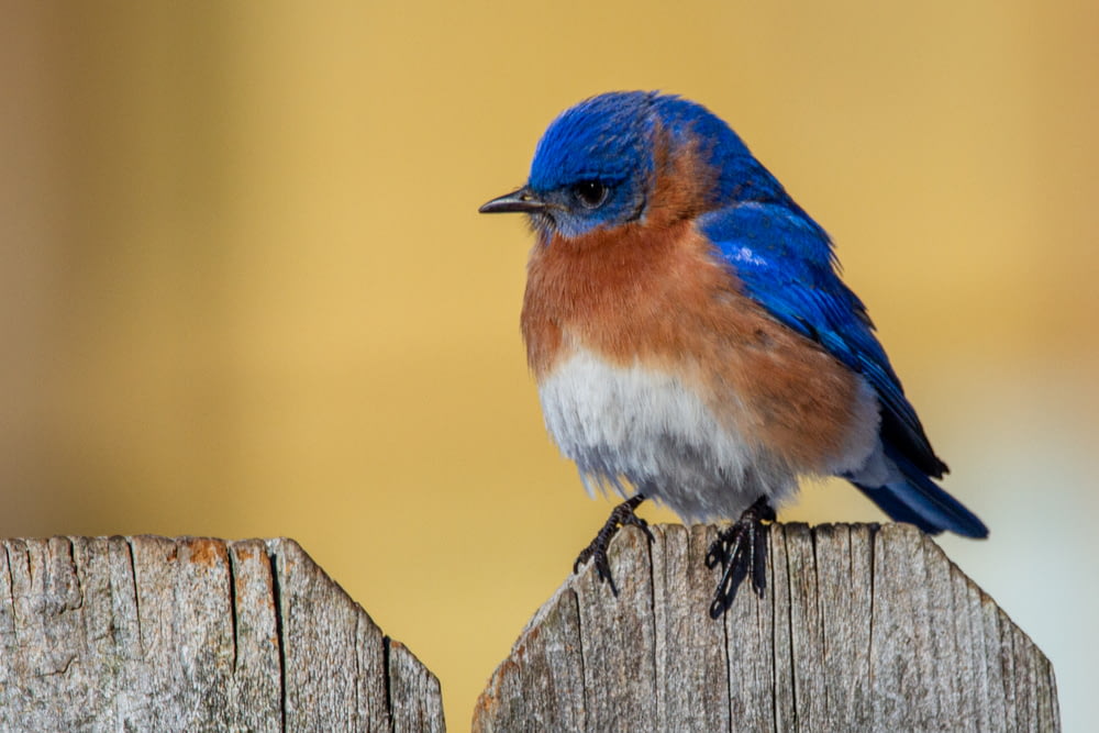 oiseau bleu et blanc sur la clôture en bois marron pendant la journée