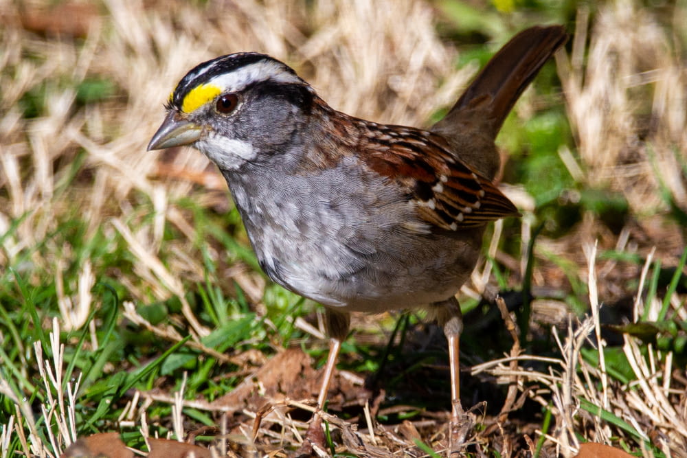 brown and gray bird on brown grass