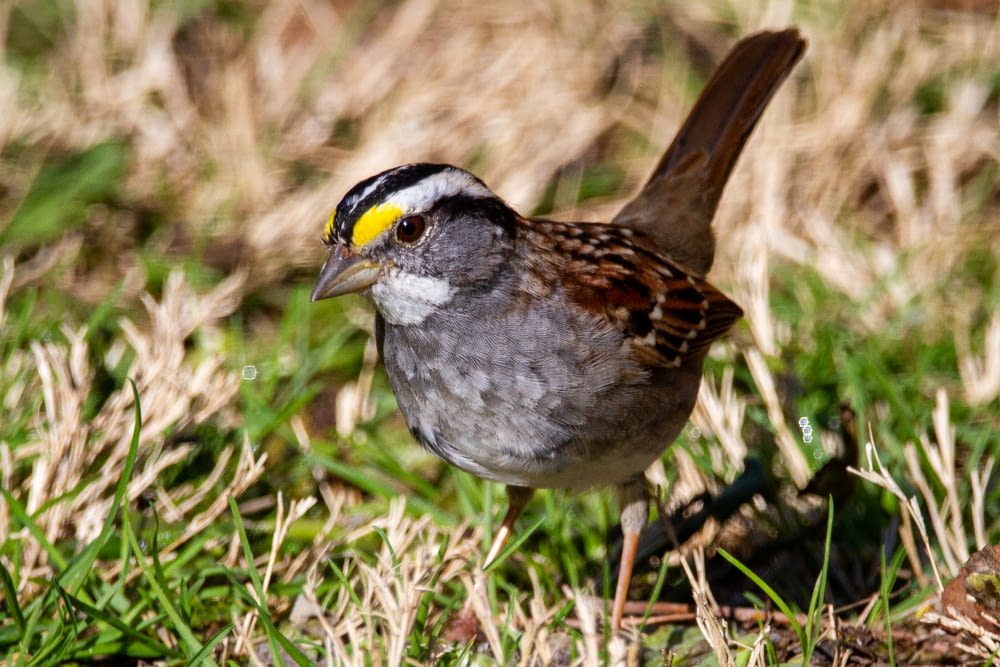 brown and gray bird on green grass during daytime