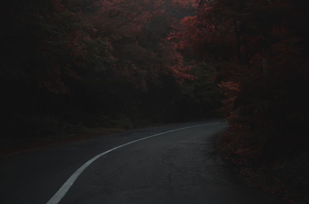 Une route vide au milieu d’une forêt