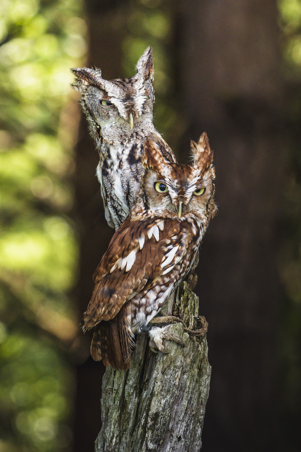 brown and white owl on brown tree branch during daytime
