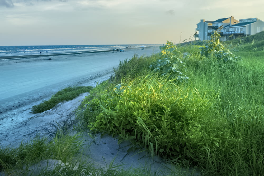 green grass on seashore during daytime