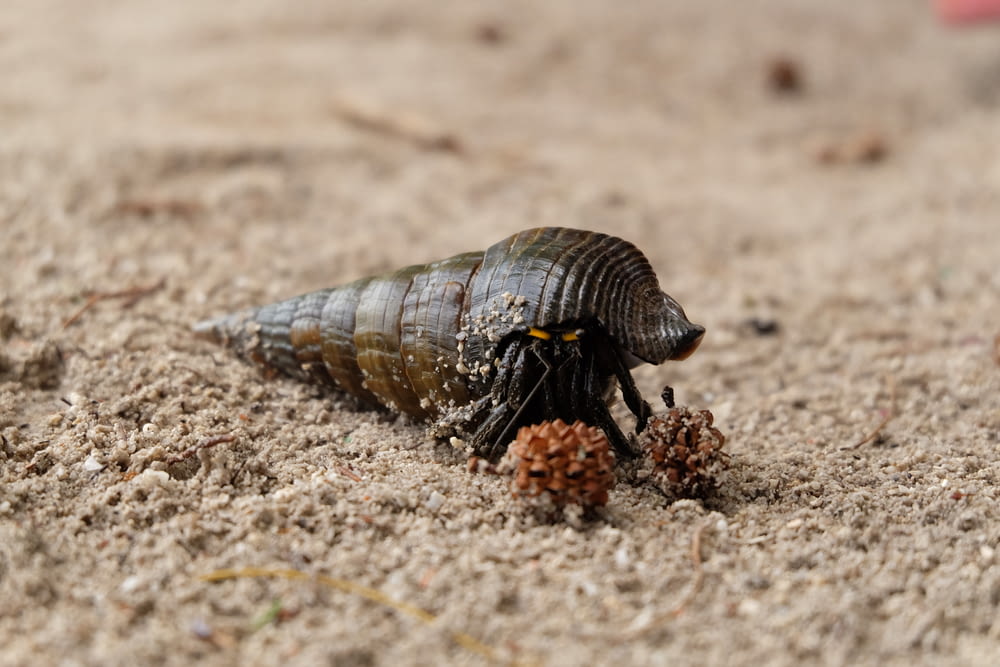 brown and black snail on brown sand during daytime