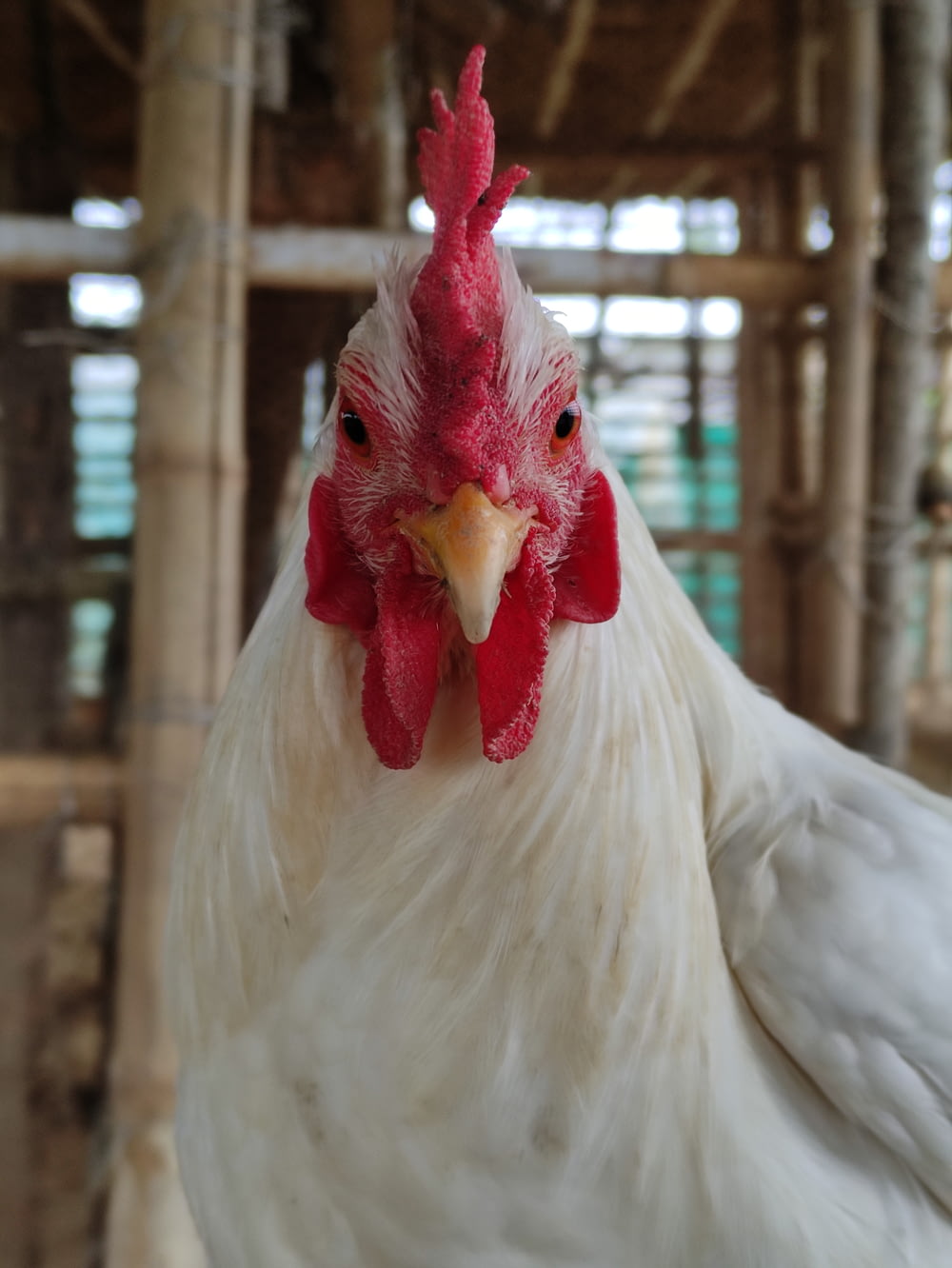 Weißes Huhn tagsüber im Käfig
